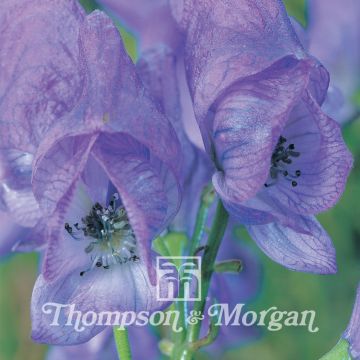 Aconitum carmichaelii Royal Flush (zaad) - Monnikskap