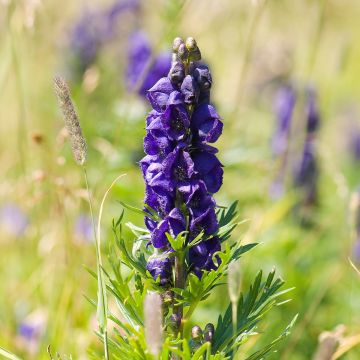 Aconitum napellus Rubellum - Blauwe monnikskap