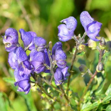 Aconitum napellus ssp. vulgare - Blauwe monnikskap