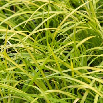 Acorus gramineus Hakuro Nishiki - Dwergkalmoes