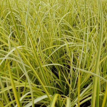 Acorus gramineus Ogon - Dwergkalmoes