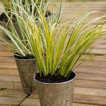 Acorus gramineus Ogon - Dwergkalmoes