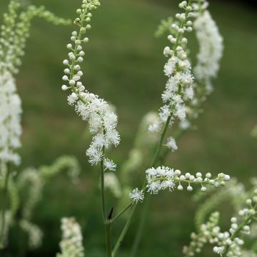 Actaea dahurica - Zilverkaars