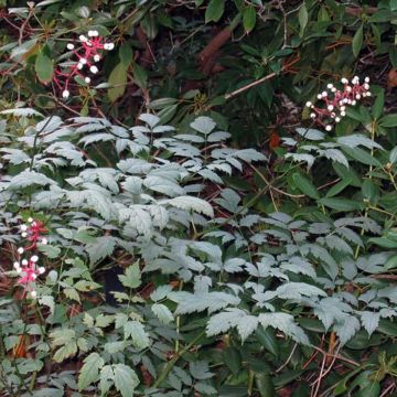 Actaea pachypoda Misty Blue - Christoffelkruid