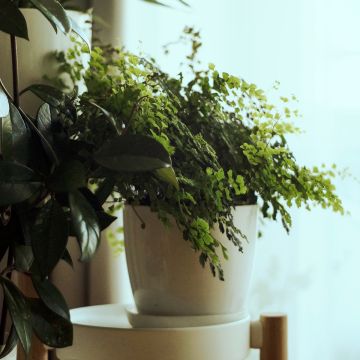 Adiantum Fritz Lüthi - Venushaar