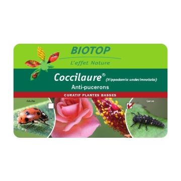 Volwassen lieveheersbeestjes Coccifly Biotop