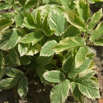 Aegopodium podagraria Variegata - Zevenblad
