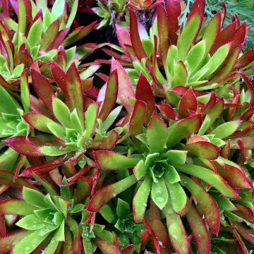 Aeonium arboreum Cornish Tribute - Boom-aeonium