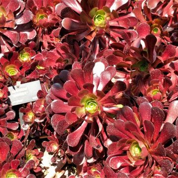 Aeonium arboreum Garnet - Boom-aeonium