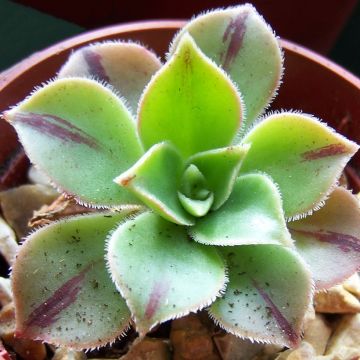 Aeonium leucoblepharum Yemen - Red Stripe