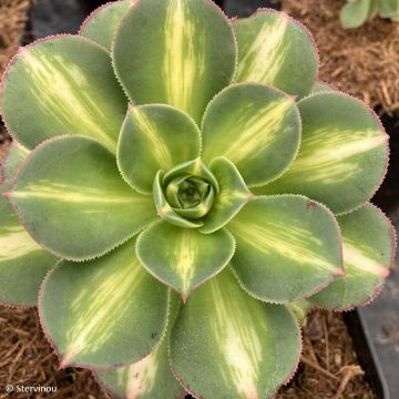 Aeonium Starburst - Zwartkop