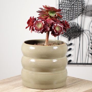 Aeonium arboreum Garnet - Boom-aeonium