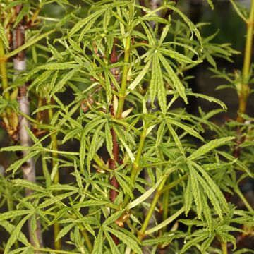 Aesculus hippocastanum Digitata - Witte paardenkastanje
