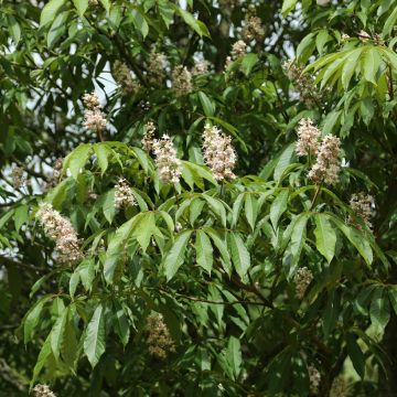 Aesculus chinensis - Indische paardenkastanje
