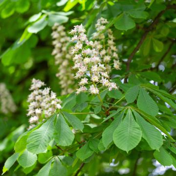 Aesculus hippocastanum - Witte paardenkastanje