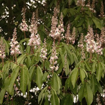 Aesculus indica Sydney Pearce - Indische paardenkastanje