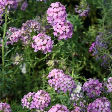 Aethionema Warley Ruber - Steenkers
