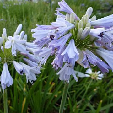 Agapanthus Blue Moon - Afrikaanse lelie