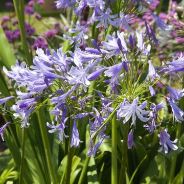 Agapanthus Lavender Haze - Afrikaanse lelie