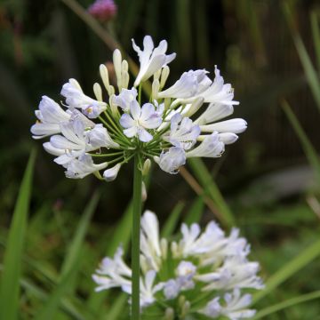 Agapanthus Phantom - Afrikaanse lelie