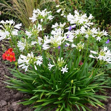 Agapanthus Pitchoune White - Afrikaanse lelie