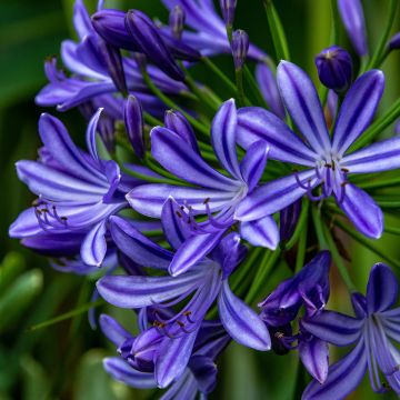 Agapanthus Purple Cloud - Afrikaanse lelie