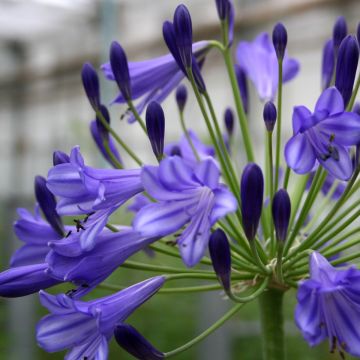 Agapanthus Vallée de la Loire - Afrikaanse lelie