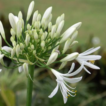Agapanthus White Baby - Afrikaanse lelie