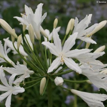 Agapanthus Vallée de la Sarthe - Afrikaanse lelie