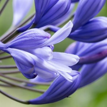 Agapanthus praecox Flore Pleno - Afrikaanse lelie