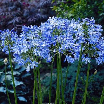 Agapanthus Blue Heaven - Afrikaanse lelie
