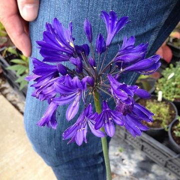 Agapanthus Blue Jeans - Afrikaanse lelie