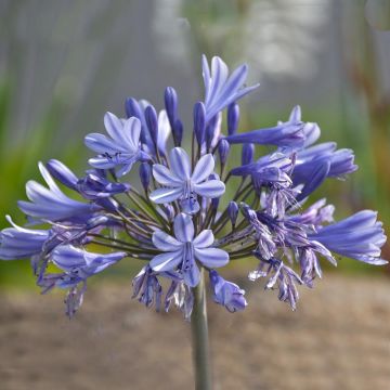 Agapanthus Pretty Sandy - Afrikaanse lelie