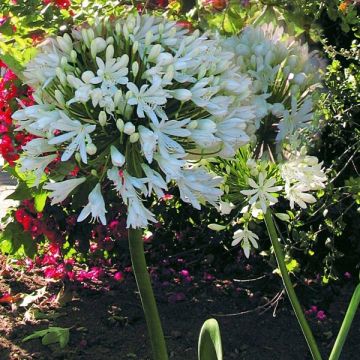 Agapanthus White Heaven - Afrikaanse lelie