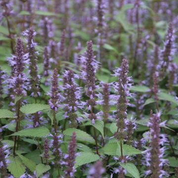 Agastache rugosa After Eight - Koreaanse munt