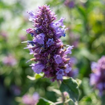 Agastache Blue Boa - Dropplant