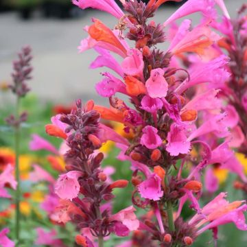 Agastache Kudos Ambrosia - Dropplant