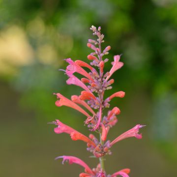 Agastache Kudos Coral - Dropplant