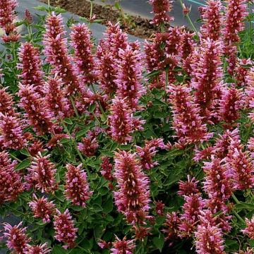 Agastache Poquito Lavender - Dropplant
