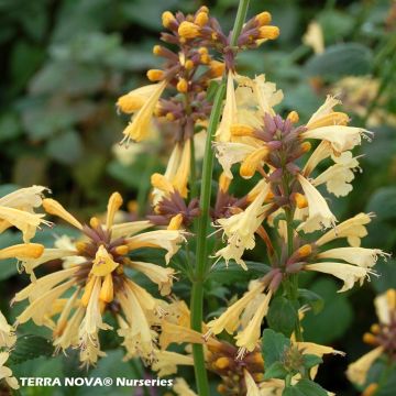 Agastache Summer Glow - Dropplant