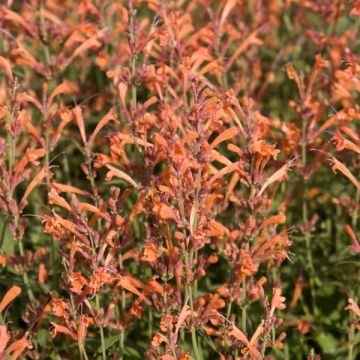 Agastache Firebird - Dropplant