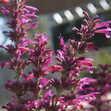 Agastache cana - Dropplant