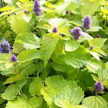 Agastache fenouil Golden Jubilee - Dropplant