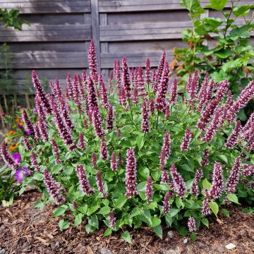 Agastache Beelicious Pink - Dropplant