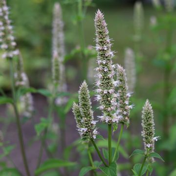 Agastache nepetoides - Dropplant