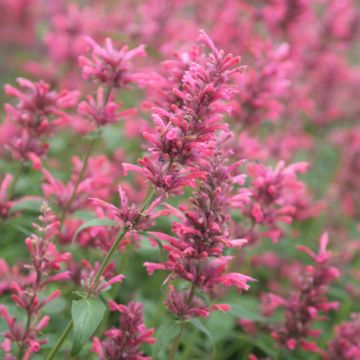 Agastache mexicana Red Fortune - Dropplant