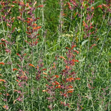 Agastache rupestris - Dropplant