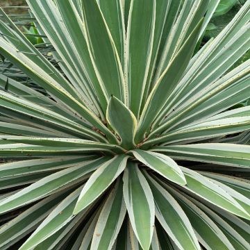Agave angustifolia Marginata - Salvadoraanse sisal