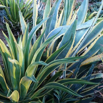 Agave desmetiana Variegata - Kleine honderdjarige aloë