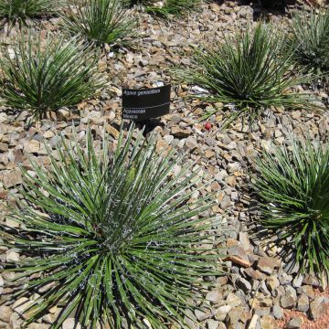 Agave geminiflora - Dubbelbloemige agave